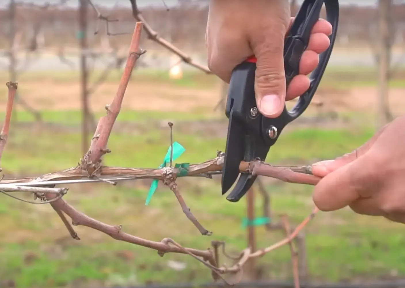 Ezt a 3 hibát ne kövesd el tavasszal – A metszésen múlik a termés!