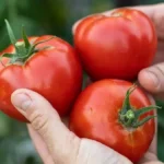 A nagymamák ősi titka: ettől lesz igazán édes a paradicsomod