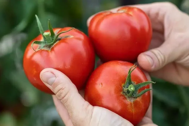 A nagymamák ősi titka: ettől lesz igazán édes a paradicsomod