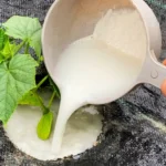 Ezt kell tenned és az uborkáid soha nem látott mennyiségben teremnek majd