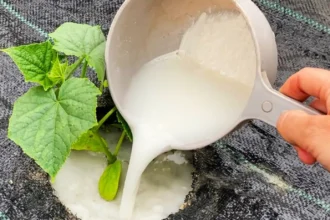 Ezt kell tenned és az uborkáid soha nem látott mennyiségben teremnek majd