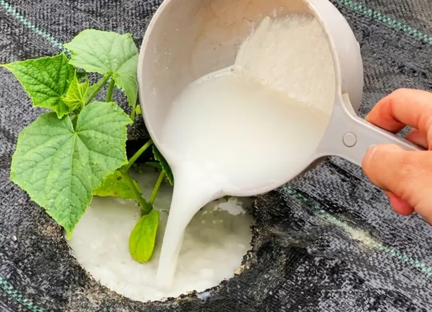 Ezt kell tenned és az uborkáid soha nem látott mennyiségben teremnek majd