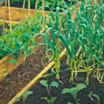 Figyelmeztet az őstermelő! Ezeket a növényeket sose vesd egymás mellé a kertben!