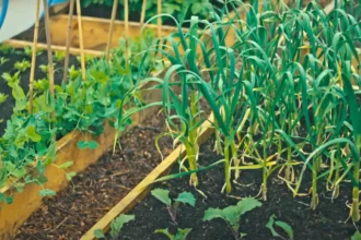 Figyelmeztet az őstermelő! Ezeket a növényeket sose vesd egymás mellé a kertben!