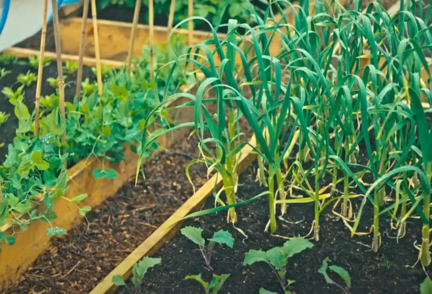 Figyelmeztet az őstermelő! Ezeket a növényeket sose vesd egymás mellé a kertben!