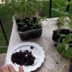 17 növény, amely nagyon szereti a kávézaccot, viszont ezen kívül a többi növénynek ne add