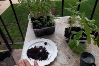 17 növény, amely nagyon szereti a kávézaccot, viszont ezen kívül a többi növénynek ne add