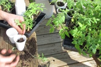 A magyarok ezt a 3 hibát követik el, ezért dőlnek el a paradicsompalánták