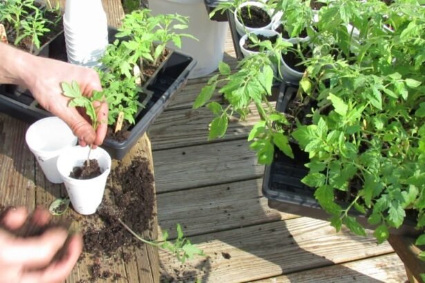 A magyarok ezt a 3 hibát követik el, ezért dőlnek el a paradicsompalánták