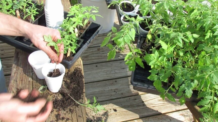 A magyarok ezt a 3 hibát követik el, ezért dőlnek el a paradicsompalánták