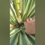 A magyarok ezt rontják el - ezért megy tönkre sok magyar háztartásban a yukka pálma