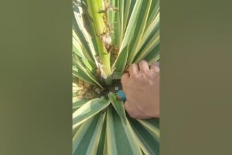 A magyarok ezt rontják el - ezért megy tönkre sok magyar háztartásban a yukka pálma