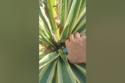 A magyarok ezt rontják el - ezért megy tönkre sok magyar háztartásban a yukka pálma