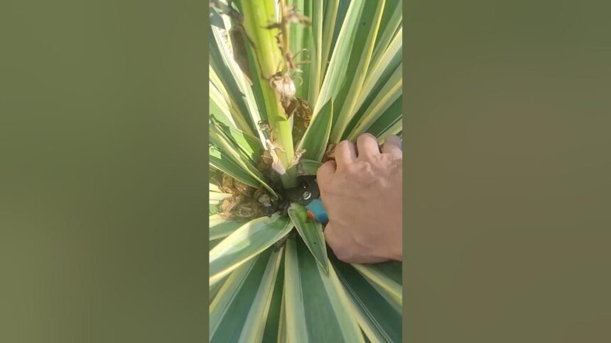 A magyarok ezt rontják el - ezért megy tönkre sok magyar háztartásban a yukka pálma