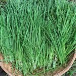 A magyarok már ezt az igazi ízbombát ültetik a snidling helyett - most kell elvetni!