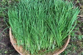 A magyarok már ezt az igazi ízbombát ültetik a snidling helyett - most kell elvetni!