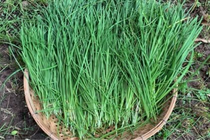 A magyarok már ezt az igazi ízbombát ültetik a snidling helyett - most kell elvetni!