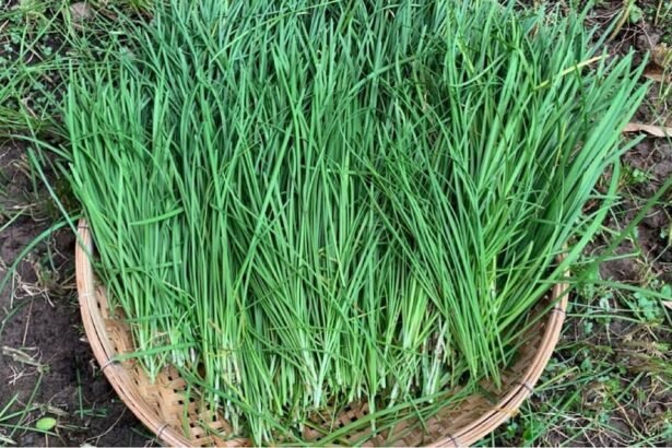 A magyarok már ezt az igazi ízbombát ültetik a snidling helyett - most kell elvetni!