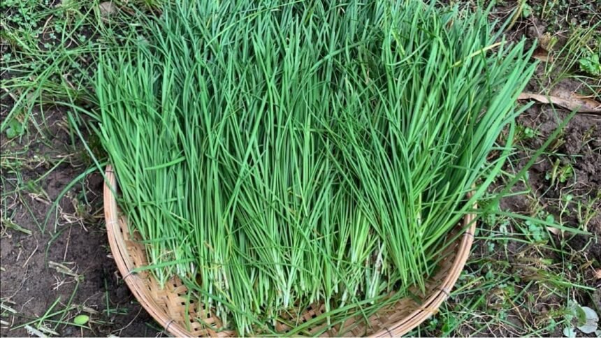 A magyarok már ezt az igazi ízbombát ültetik a snidling helyett - most kell elvetni!