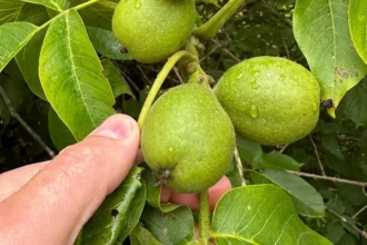 A magyarok még mindig rosszul metszik a diófát - mutatjuk a helyes módszert!