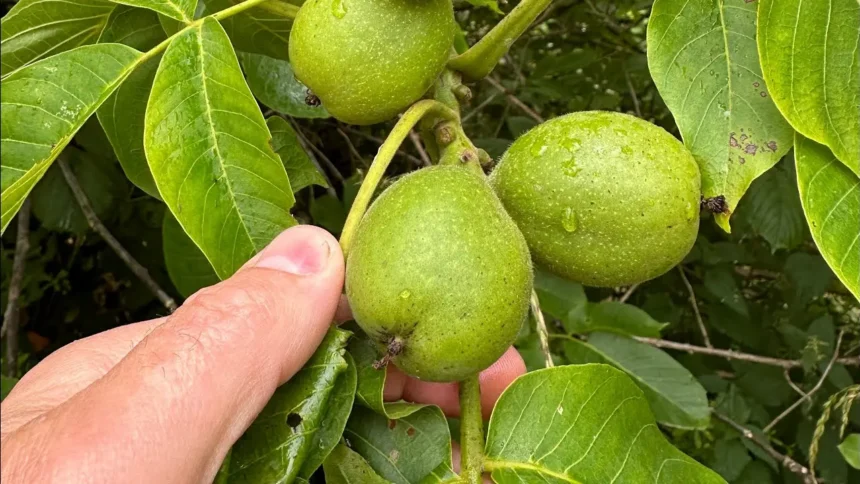 A magyarok még mindig rosszul metszik a diófát - mutatjuk a helyes módszert!