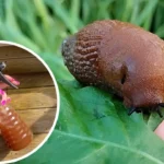 Csak keverd össze ezt a két egyszerű hozzávalót, ettől sírva menekülnek majd a csigák és hangyák a kertedből