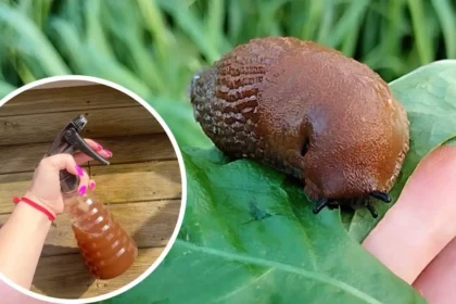 Csak keverd össze ezt a két egyszerű hozzávalót, ettől sírva menekülnek majd a csigák és hangyák a kertedből