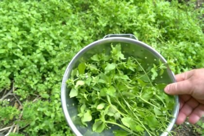 Ellepi a kerted a tyúkhúr? Így szabadulj meg tőle vegyszerek nélkül