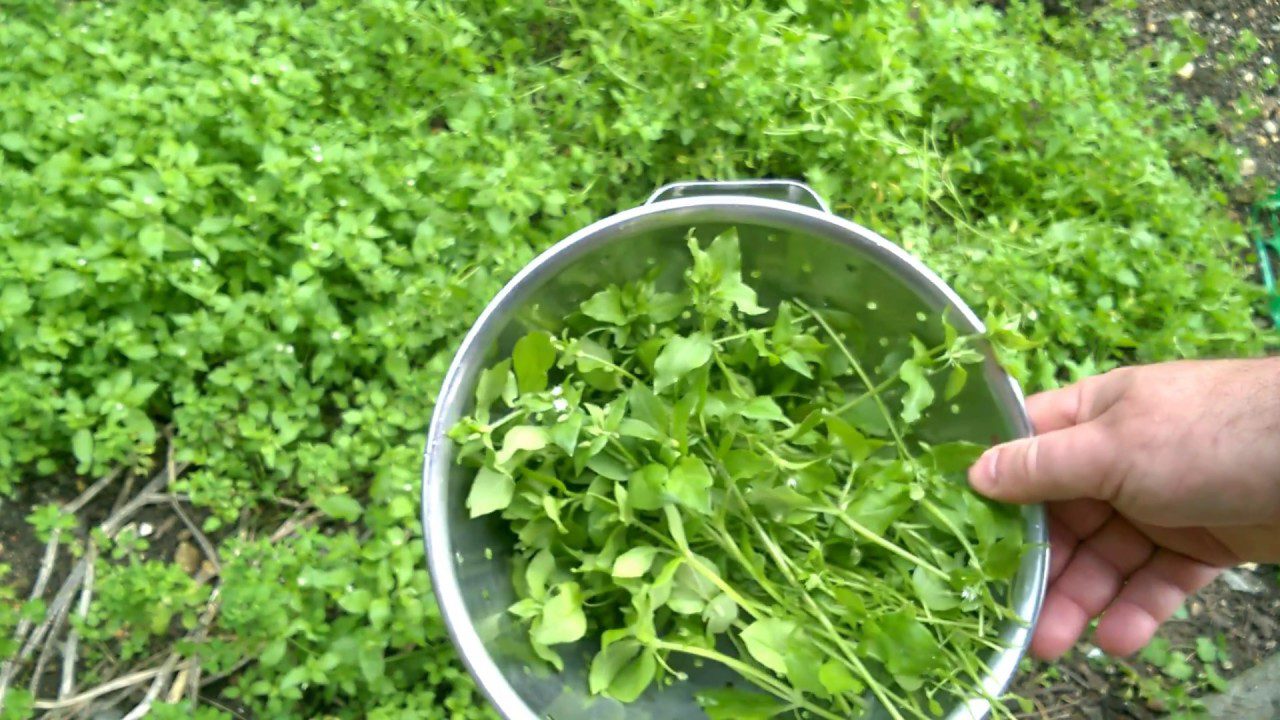 Ellepi a kerted a tyúkhúr? Így szabadulj meg tőle vegyszerek nélkül