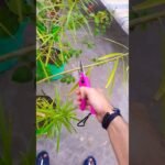 Ennyire kell tavasszal visszametszeni a leandert - ezt sokan elrontják