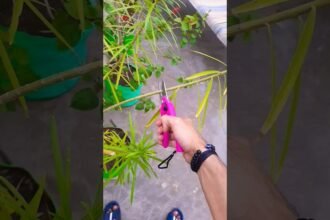 Ennyire kell tavasszal visszametszeni a leandert - ezt sokan elrontják