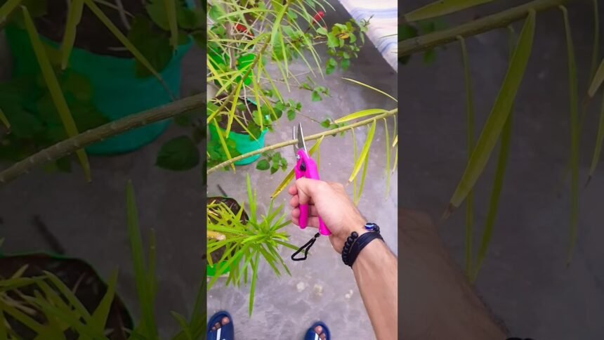 Ennyire kell tavasszal visszametszeni a leandert - ezt sokan elrontják