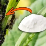 Ez toronymagasan a legerősebb házi készítésű, vegyszermentes rovarirtó! A levéltetvek percek alatt eltűnnek!