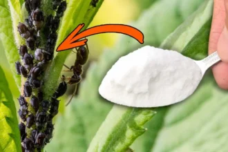 Ez toronymagasan a legerősebb házi készítésű, vegyszermentes rovarirtó! A levéltetvek percek alatt eltűnnek!