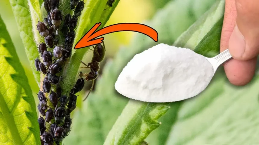 Ez toronymagasan a legerősebb házi készítésű, vegyszermentes rovarirtó! A levéltetvek percek alatt eltűnnek!