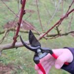 Ezt a 4 gyümölcsfát ne metszd tavasszal – különben búcsút mondhatsz a termésnek