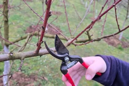 Ezt a 4 gyümölcsfát ne metszd tavasszal – különben búcsút mondhatsz a termésnek