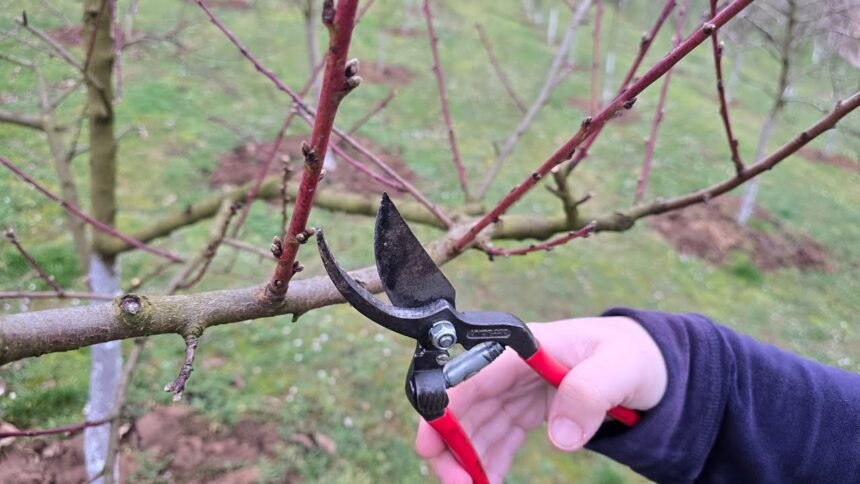 Ezt a 4 gyümölcsfát ne metszd tavasszal – különben búcsút mondhatsz a termésnek