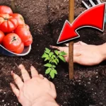 Ezt ültesd a paradicsom mellé – sokkal édesebb és lédúsabb lesz a termés!