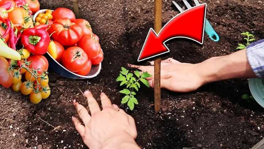 Ezt ültesd a paradicsom mellé – sokkal édesebb és lédúsabb lesz a termés!