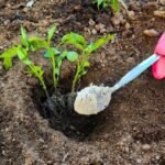 A kertész figyelmeztet: sose ültess paradicsomot, uborkát és paprikát enélkül, óriási hiba kihagyni