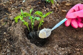 A kertész figyelmeztet: sose ültess paradicsomot, uborkát és paprikát enélkül, óriási hiba kihagyni