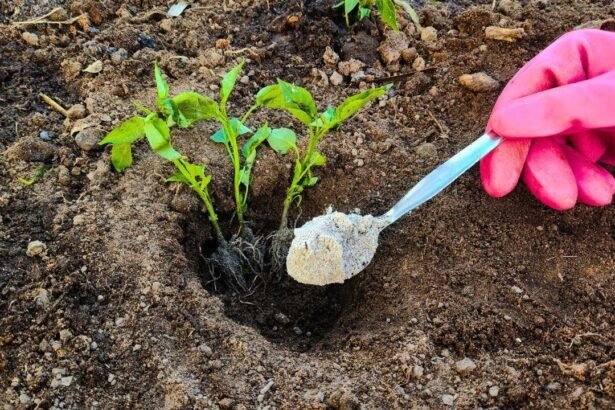 A kertész figyelmeztet: sose ültess paradicsomot, uborkát és paprikát enélkül, óriási hiba kihagyni