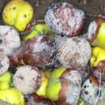 Ha ilyen virágokat látsz a gyümölcsfádon, azonnal lépj – a monília gyorsan terjed