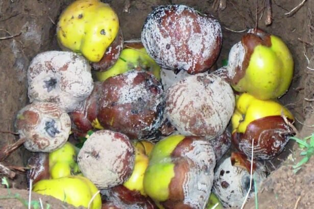 Ha ilyen virágokat látsz a gyümölcsfádon, azonnal lépj – a monília gyorsan terjed