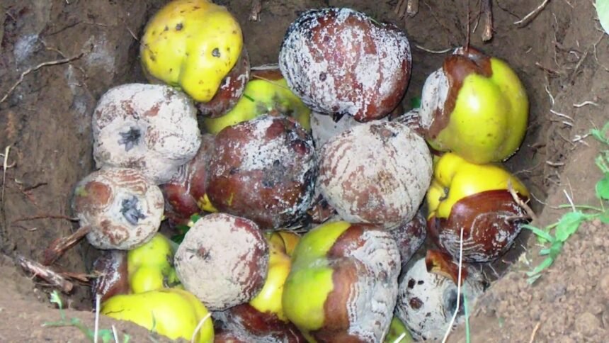 Ha ilyen virágokat látsz a gyümölcsfádon, azonnal lépj – a monília gyorsan terjed