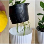 Így csíráztassuk a citrommagot házilag - mutatjuk a trükköt