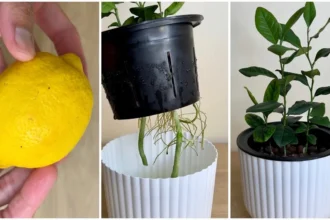 Így csíráztassuk a citrommagot házilag - mutatjuk a trükköt