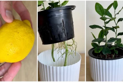 Így csíráztassuk a citrommagot házilag - mutatjuk a trükköt