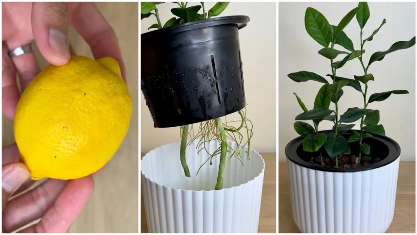 Így csíráztassuk a citrommagot házilag - mutatjuk a trükköt